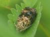 Selenodes karelica